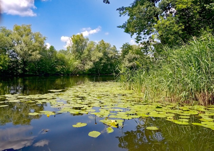 Заросли кувшинок
