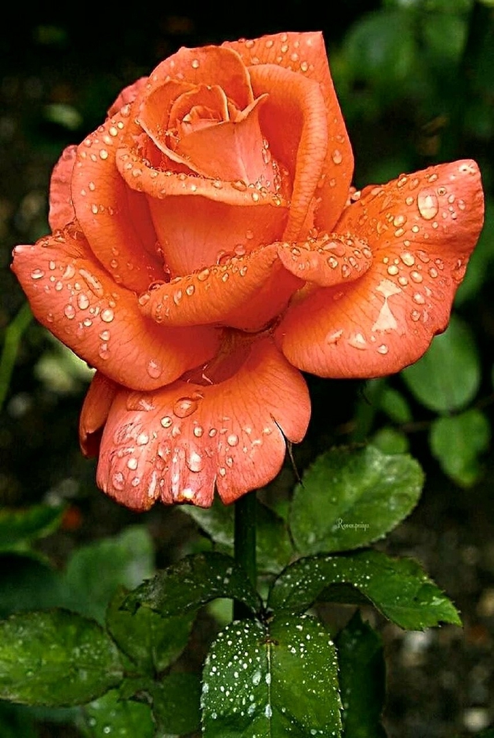 fleurs
