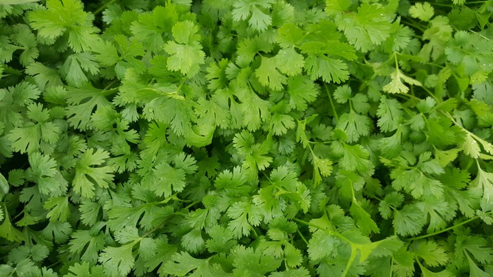 Coriander leaves