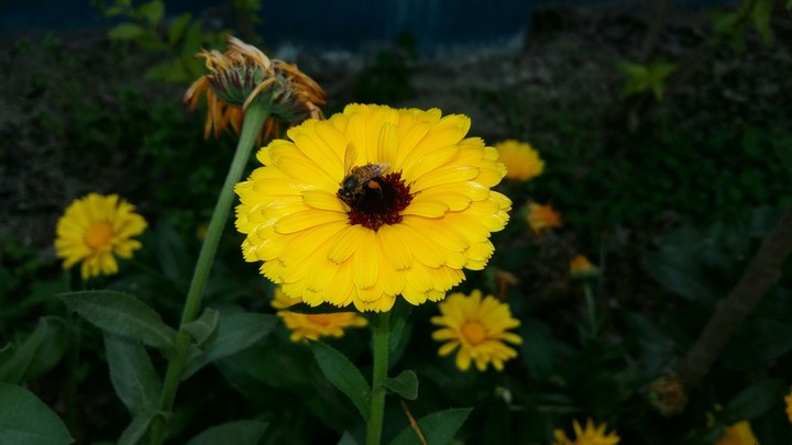 Beautiful yellow flowers