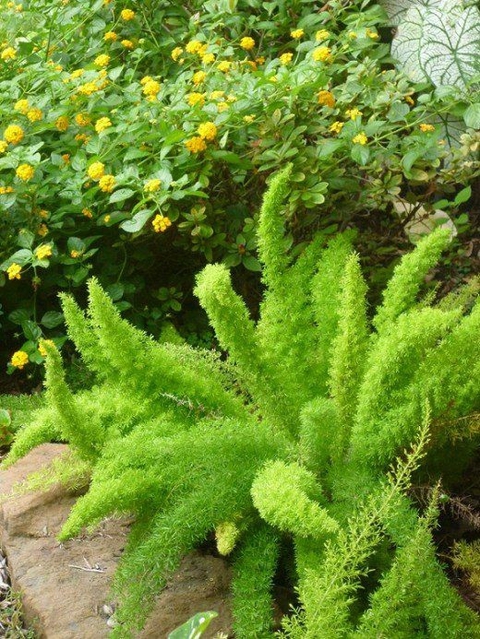 тапети leaf, foxtail