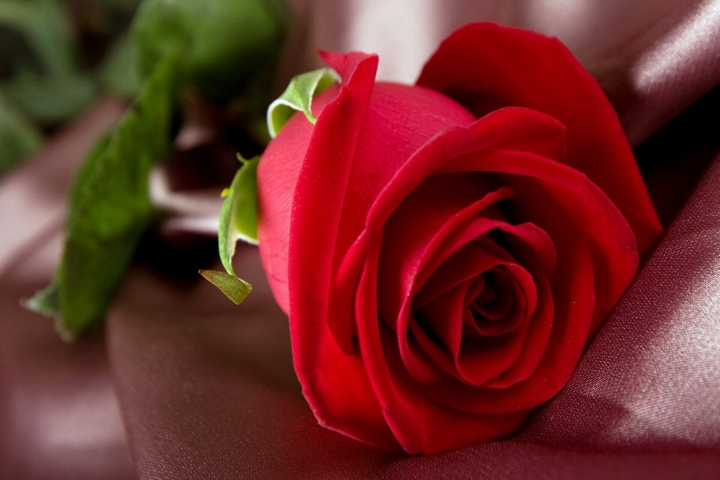 Red Rose !!!