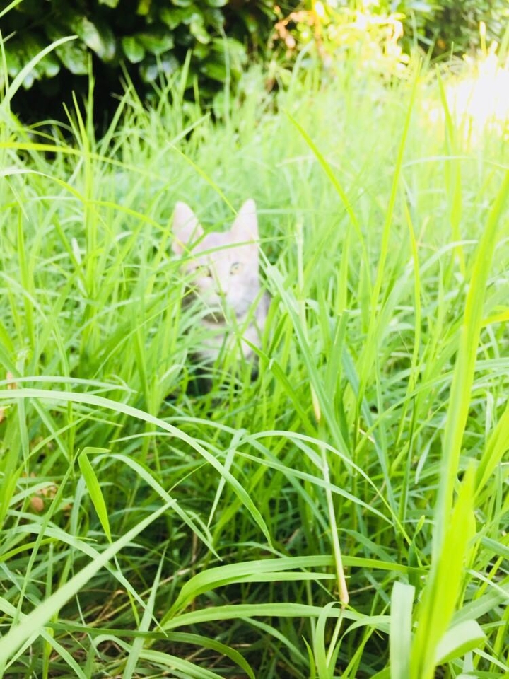 #nature #cat