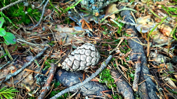 silverpine
