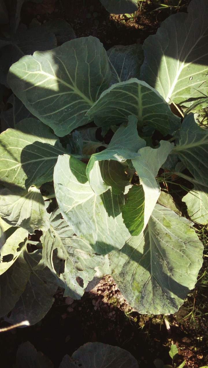 cabbage
