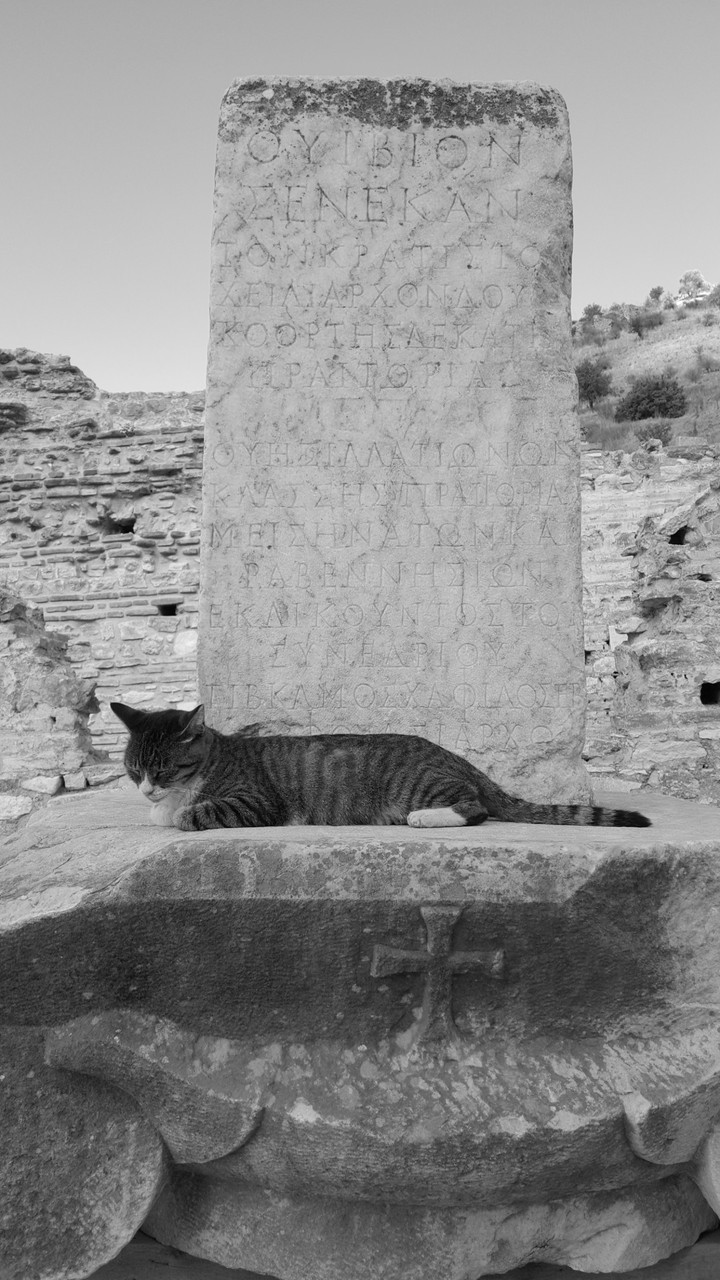 cat in ephesos turkey