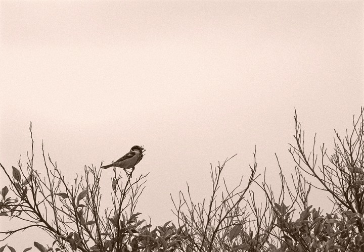 sparrow on the tree