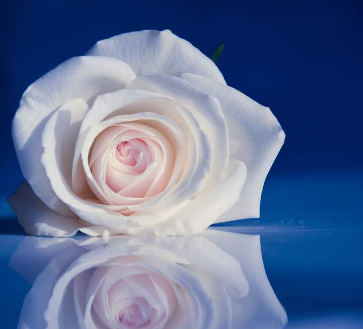 white flower
