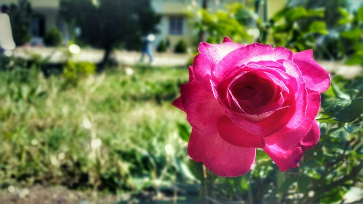 rose