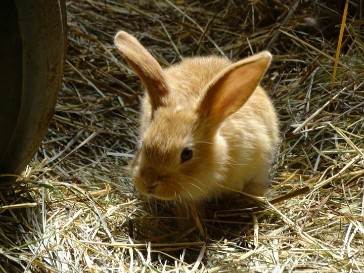 rabbit ❤❤❤(By me)