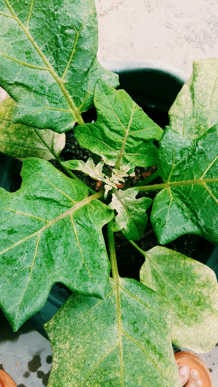 Brinjal