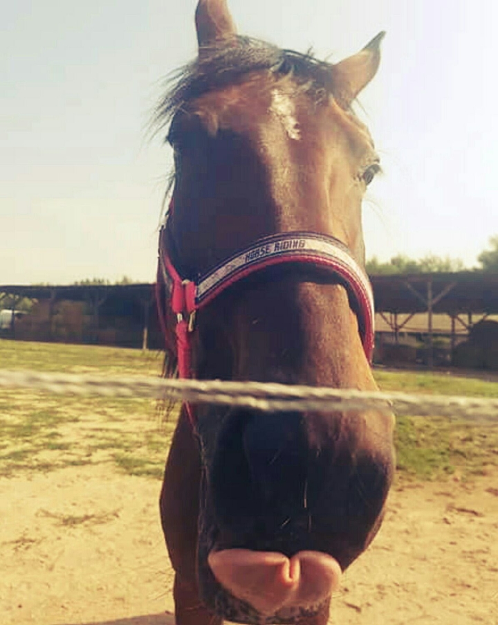 horse ❤