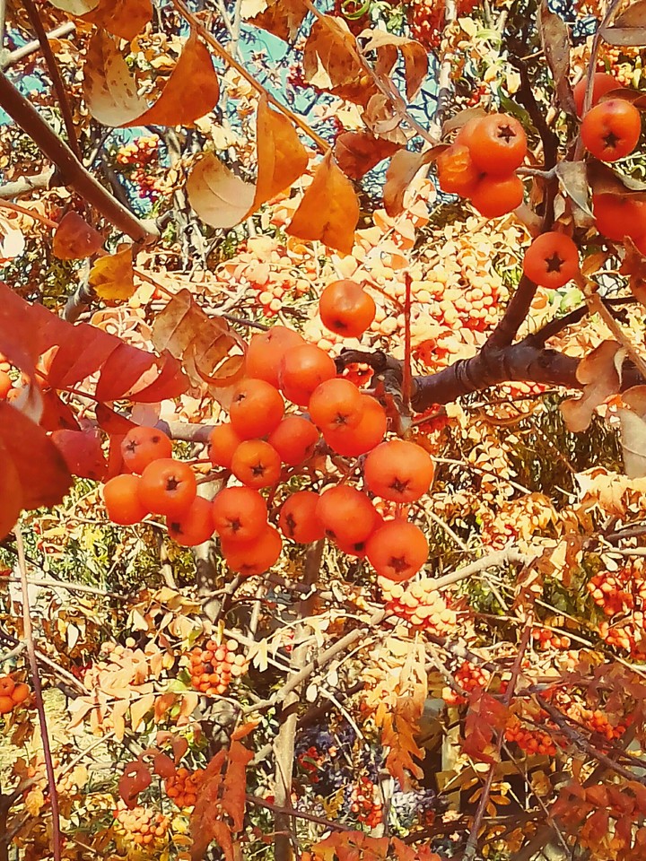 Autumn rowan is very tasty)