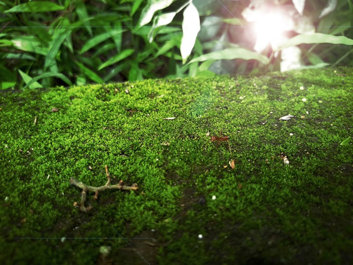 Greeny 2