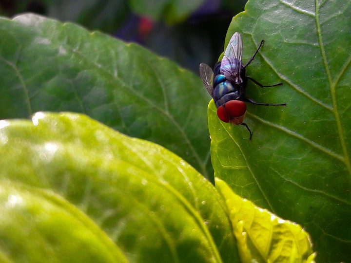 Fly