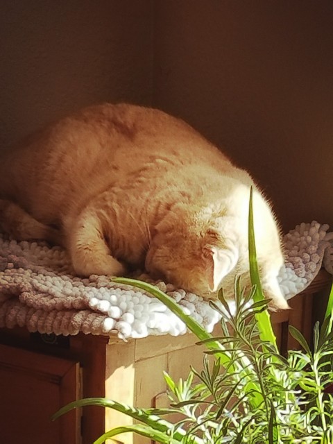 Cozy Kitty