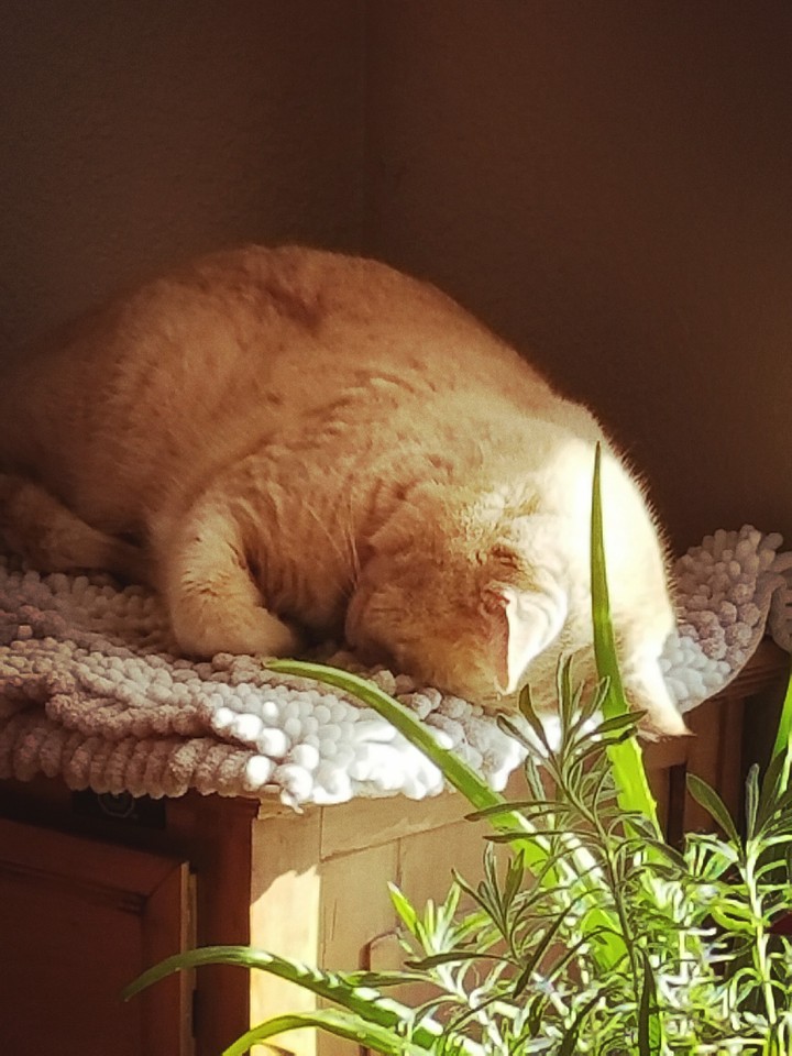 Cozy Kitty