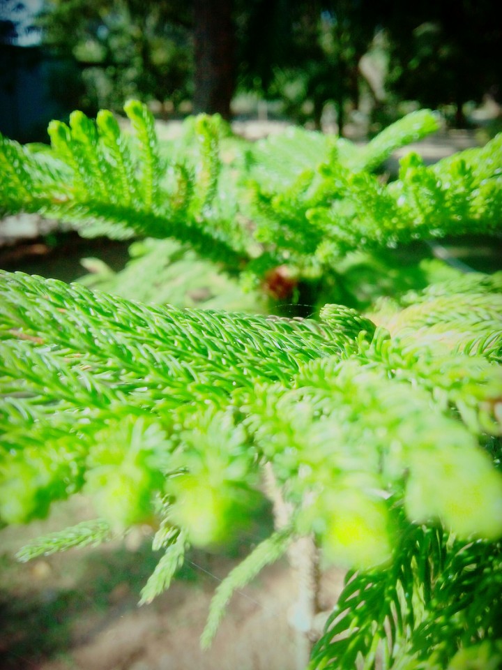 nature