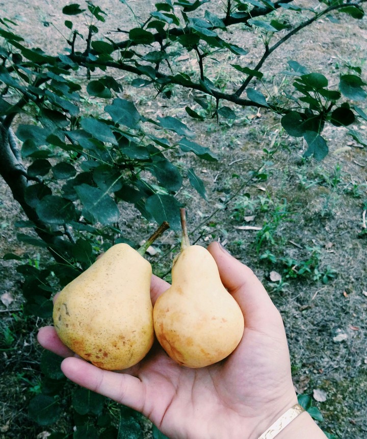 pear pear