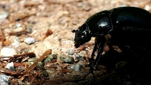 Bug in the forest