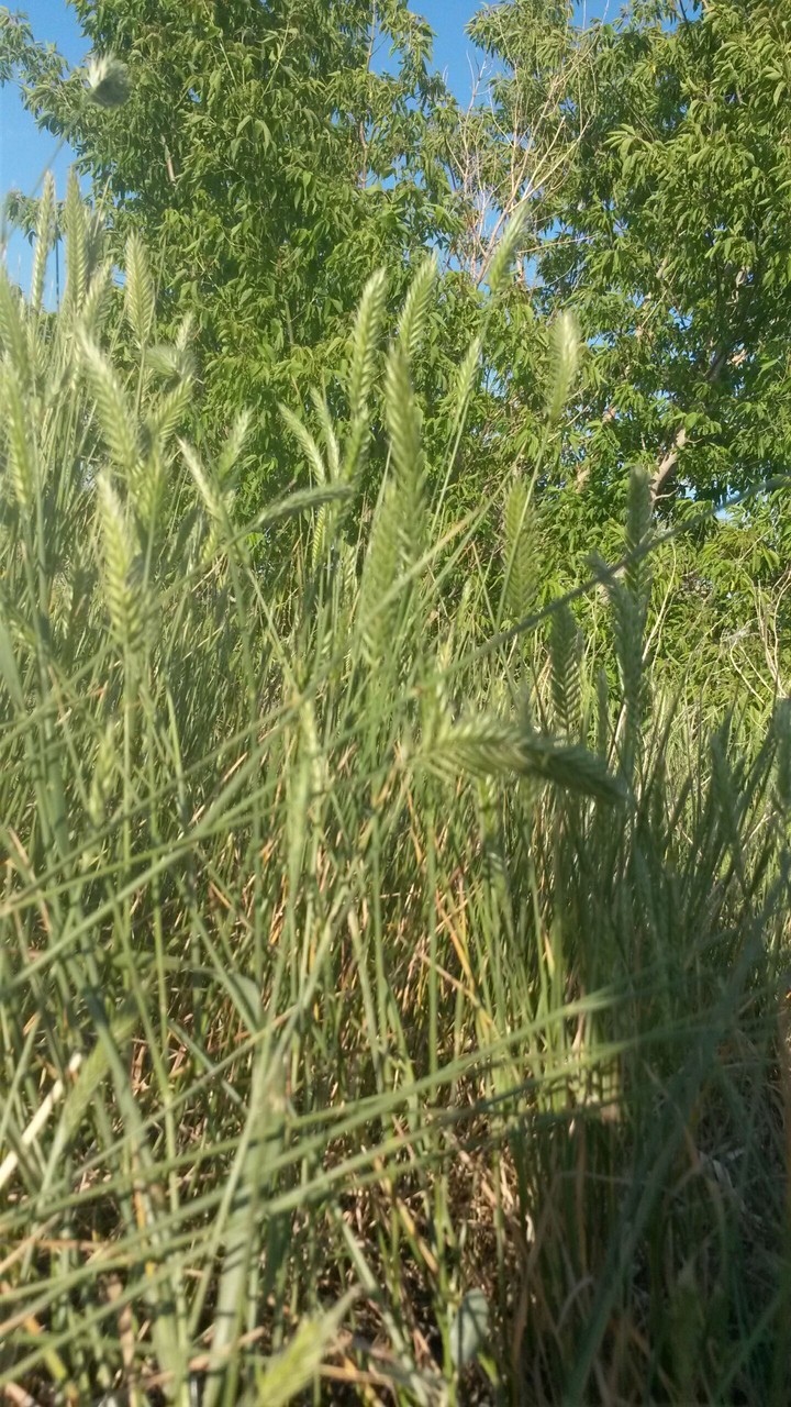 plant