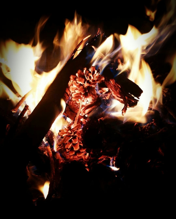 Pine in fire !