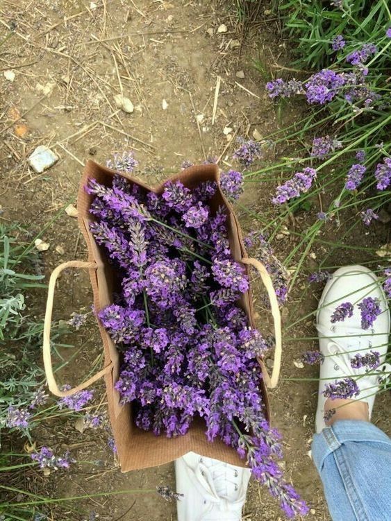 Lavender