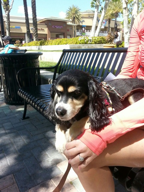 My sweet lil doggy Vivien