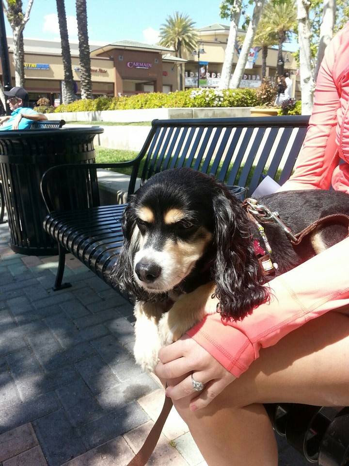 My sweet lil doggy Vivien