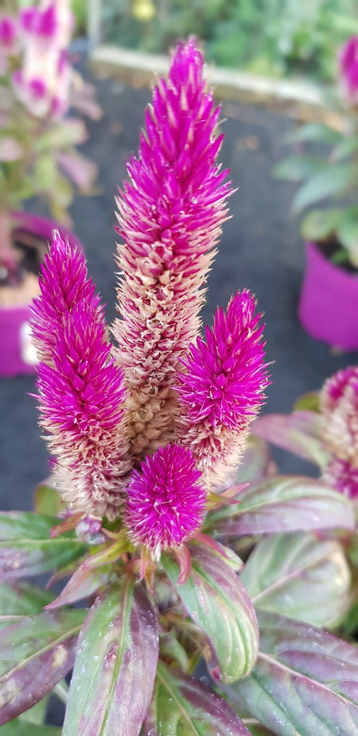 pinky touch