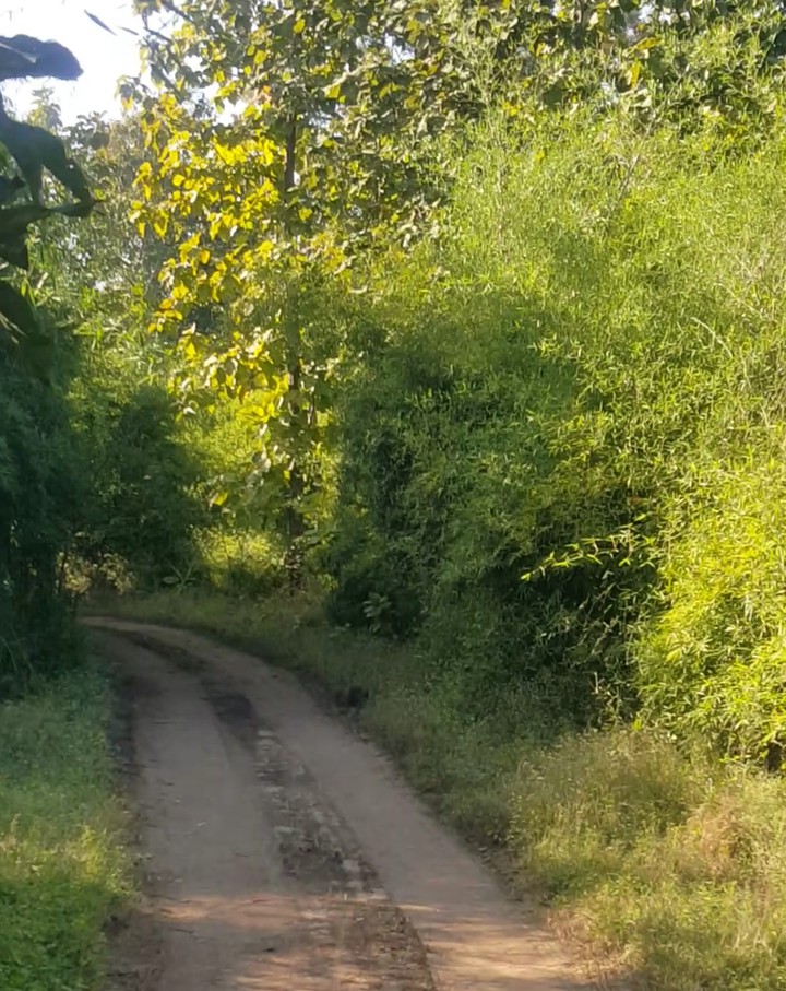 Road of Peace