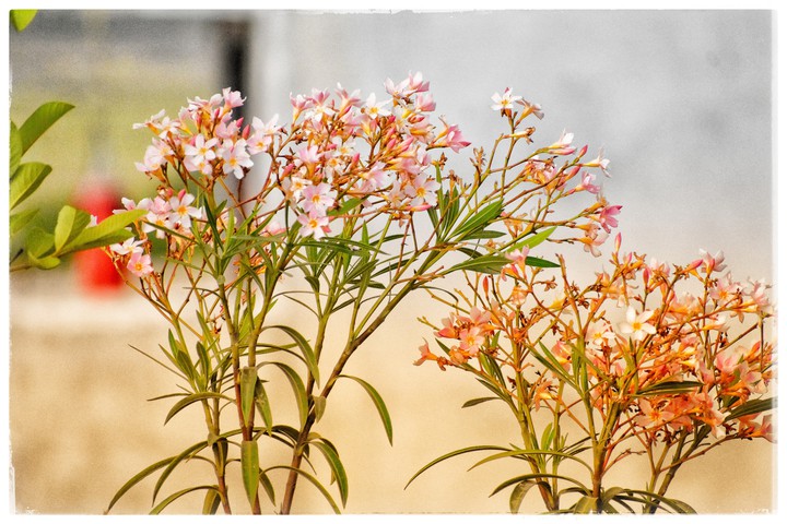 "The earth laughs in flowers."