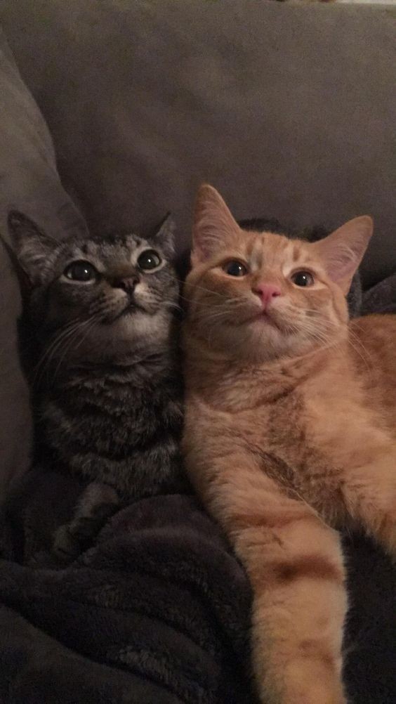 Cats ?