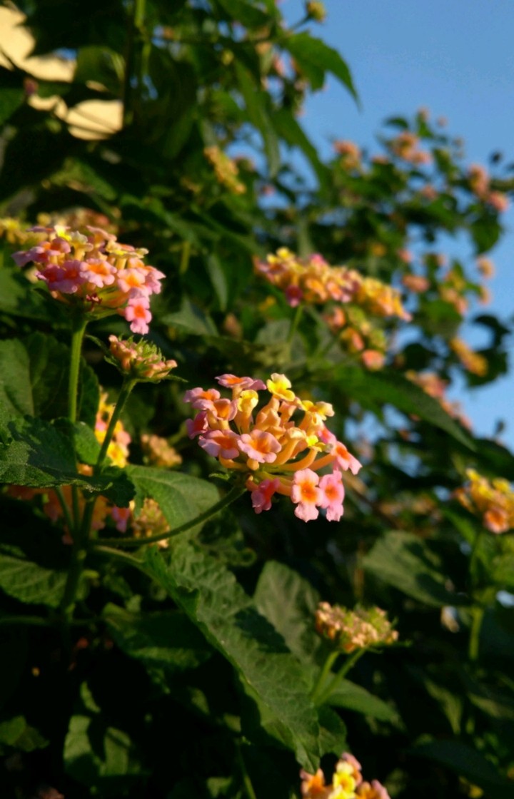 Flowers