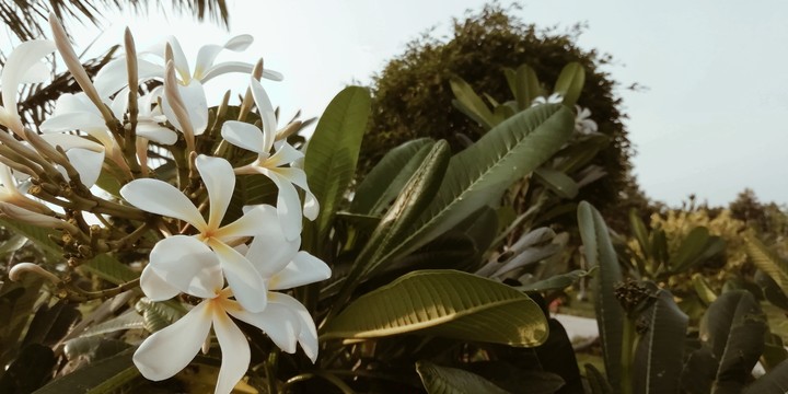 Flowers
