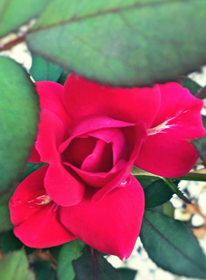 Stormy Rose