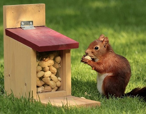 produce, Squirrel duvar kağıtları