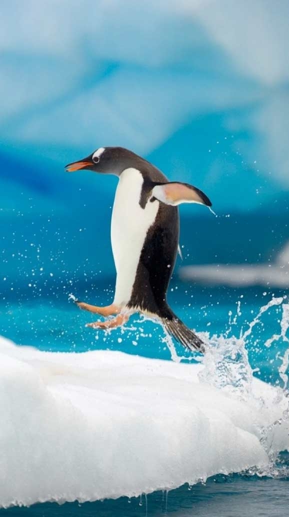 penguin