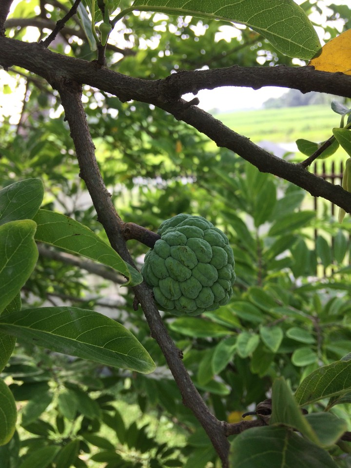 fruit