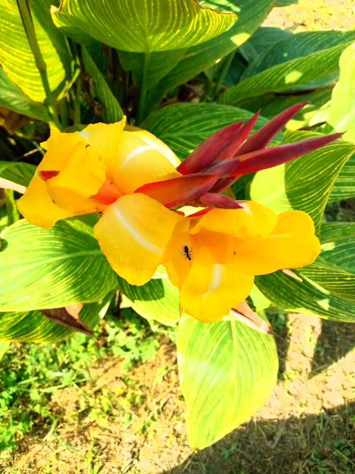 yellow