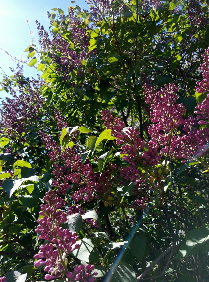 Lilac