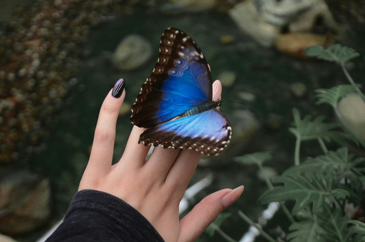 butterfly