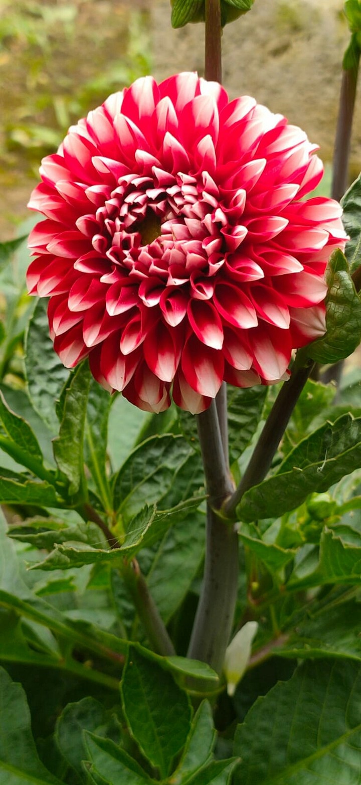 red