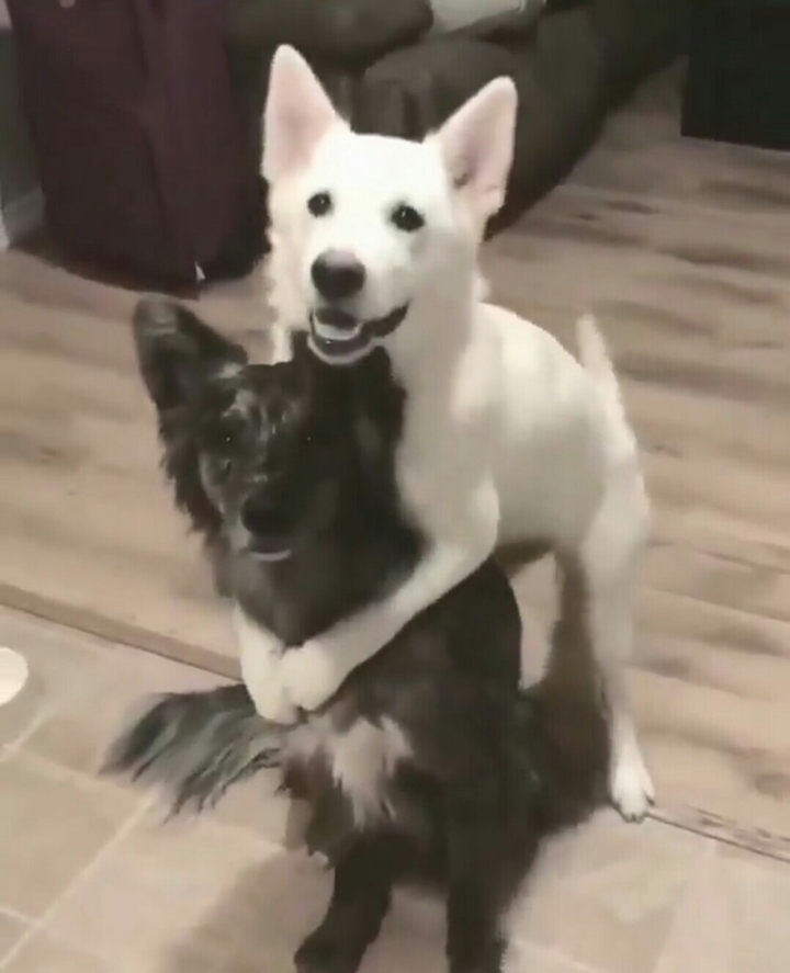 犬同士が抱き合ってる！笑