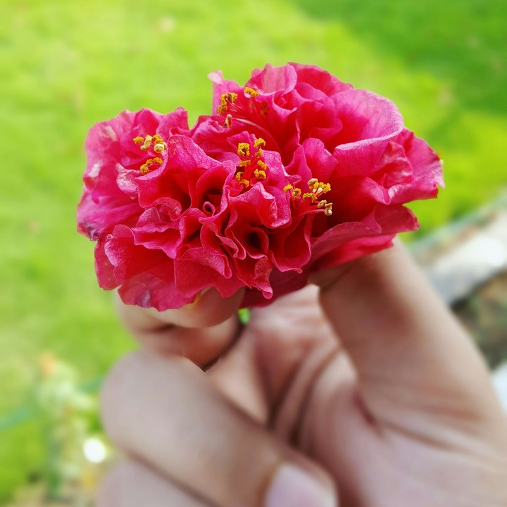 gulmohar
