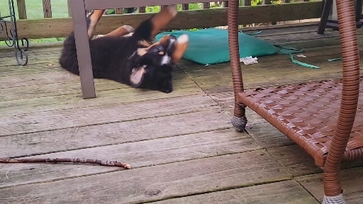 Charlie loves the early morning