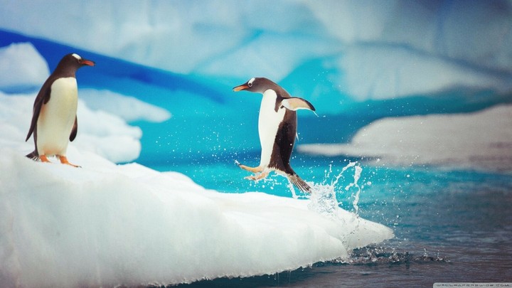 Penguin ????