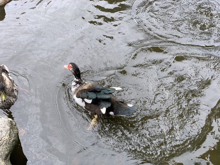 duck
