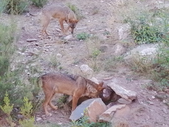 #Lobos de Sanabria