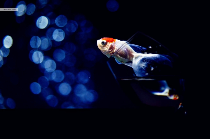 Jumping fish